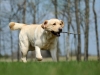 orestes-gorska-fantazja-resto-14-months-male-co