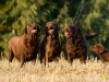 our-dogs-choco-mania-trio-3-tenors-and-student