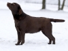 our-dogs-gabi-okeanas-female-in-age-2-years-http-w