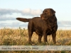 our-dogs-grand-prix-gorska-fantazja-pako-65-yea
