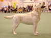 our-dogs-inter-ch-kanga-gorska-fantazja-oki-in-a