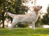 our-dogs-junior-champion-orestes-gf-resto-17-mon-3555369651020
