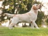 our-dogs-junior-champion-orestes-gf-resto-17-mon-3558941340310