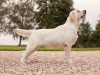 our-dogs-kalina-gorska-fantazja-kami-21-months-h