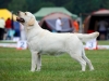 our-dogs-kalina-gorska-fantazja-kami-23-months-h