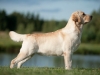 our-dogs-orestes-gf-resto-16-months-hd-a-ed-0-c