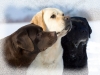 our-dogs-tricolor-http-www-okeanas-lt