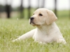 our-inter-champion-in-puppy-age-2008-year-kanga