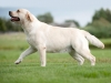 our-inter-champion-pregnant-5-weeks-kanga-gf-ok