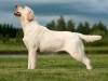 our-kennel-dogs-kalina-gf-kami-21-months