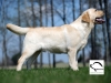 our-new-male-orestes-gorska-fantazja-resto-14-mo