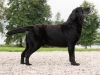 our-veterans-paunvere-black-diamond-bruno-105-y
