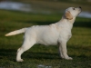 our-youngster-john-galliano-gorska-fantazja-otto