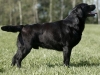 paunvere-black-diamond-bruno-http-okeanas-lt-bru
