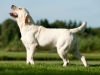 planned-litter-kalina-gorska-fantazja-kami-21-mo