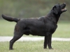 rocheby-black-star-baltic-states-junior-champion-h