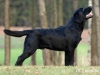 rocheby-black-star-niko-10-5-months-http-okeanas