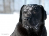 rocheby-black-star-niko-13-5-months-today-http-o-1614634533855