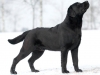 rocheby-black-star-niko-13-5-months-today-http-o