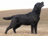 rocheby-black-star-niko-14-5-months-http-okeanas
