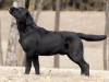 rocheby-black-star-niko-14-5-months-today-http-o-1665483685052