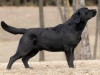 rocheby-black-star-niko-14-5-months-today-http-o