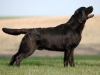 rocheby-black-star-niko-15-months-http-okeanas-l-1729881054946