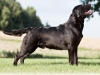 rocheby-black-star-niko-18-months-lithuanian-jn