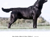 rocheby-black-star-niko-20-months-lithuanian-jn