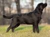 rocheby-black-star-niko-9-5-months-http-okeanas