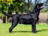 rocheby-black-star-niko-in-photo-8-5-months-http