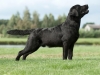 rocheby-suttonpark-blood-mix-8-months-male-co-owne