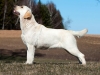 sexy-lady-kalina-gorska-fantazja-kami19-months-t