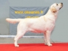 today-kami-won-cacib-again-kalina-gorska-fantazja