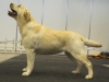 top-lithuanian-labrador-2009-top-lithuanian-retrie