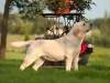 waiting-new-promising-litter-inter-champion-kanga