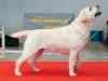 yesterday-leo-won-open-class-in-cacib-show-multi-c