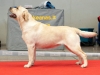 yesterday-oki-won-champion-class-in-vilnius-cacib