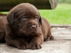 bred-by-us-4-weeks-age-puppy