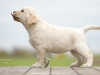 bred-by-us-vala-okeanas-75-weeks