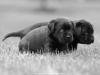 brother-s-in-black