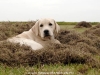 dog-on-the-wall