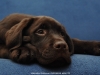 dreamer