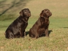 puppies-from-us-jully-and-jolli-okeanas-in-age-35