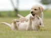 puppies-from-us-killers-from-litter-p
