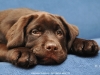 puppies-from-us-lim-bizkit-okeanas-choko-http-ww