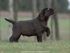 puppies-from-us-litter-n-www-okeanas-lt