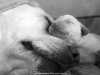 sleeping