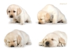 sleepy-baby-litter-v-http-www-okeanas-lt-vada_v-ht