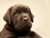 solid-puppy-album-puppies-from-us-www-okeanas-lt